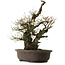 Prunus mume White, 64 cm, ± 40 jaar oud, met een nebari van 24 cm