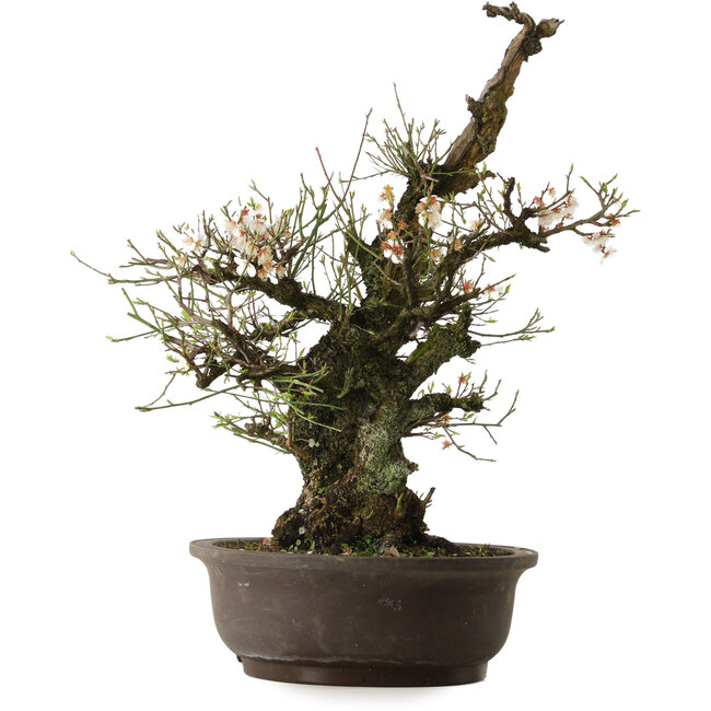 Prunus mume White, 64 cm, ca. 40 Jahre alt, mit einem Wurzelhals von 24 cm