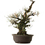 Prunus mume Bianco, 64 cm, ± 40 anni, con nebari di 24 cm