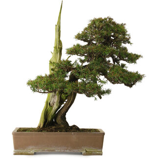 Juniperus rigida, 52 cm, ± 90 jaar oud