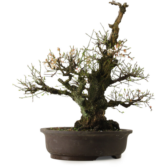 Prunus mume Bianco, 64 cm, ± 40 anni, con nebari di 24 cm