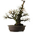 Prunus mume White, 64 cm, ± 40 jaar oud, met een nebari van 24 cm