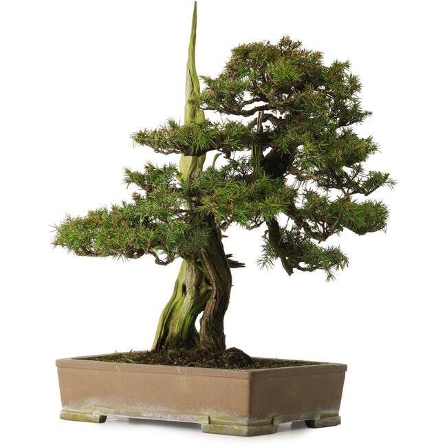 Juniperus rigida, 52 cm, ± 90 Jahre alt, mit einem Wurzelhals von 12 cm