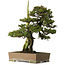 Juniperus rigida, 52 cm, ± 90 years old, with a nebari of 12 cm