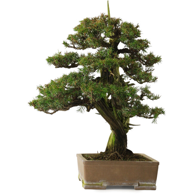 Juniperus rigida, 52 cm, ± 90 years old, with a nebari of 12 cm