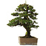 Juniperus rigida, 52 cm, ± 90 years old, with a nebari of 12 cm