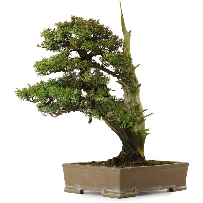 Juniperus rigida, 52 cm, ± 90 anni, con nebari di 12 cm