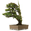 Juniperus rigida, 52 cm, ± 90 años de edad, con un nebari de 12 cm.