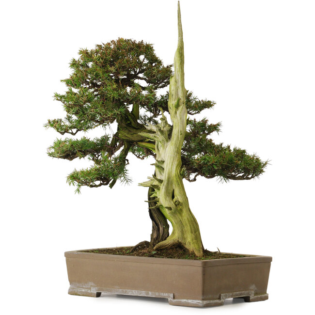 Juniperus rigida, 52 cm, ± 90 años de edad, con un nebari de 12 cm.