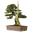 Juniperus rigida, 52 cm, ± 90 ans, avec un nebari de 12 cm