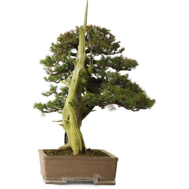 Juniperus rigida, 52 cm, ± 90 ans, avec un nebari de 12 cm