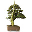 Juniperus rigida, 52 cm, ± 90 years old, with a nebari of 12 cm