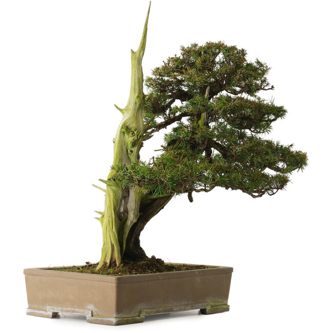Juniperus rigida, 52 cm, ± 90 anni, con nebari di 12 cm
