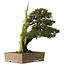 Juniperus rigida, 52 cm, ± 90 años de edad, con un nebari de 12 cm.