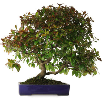 Yamafusa Trachelospermum asiaticum, 60 cm, ± 30 Jahre alt