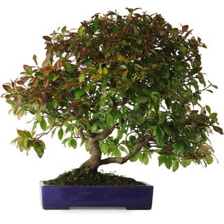 Yamafusa Trachelospermum asiaticum, 60 cm, ± 30 years old