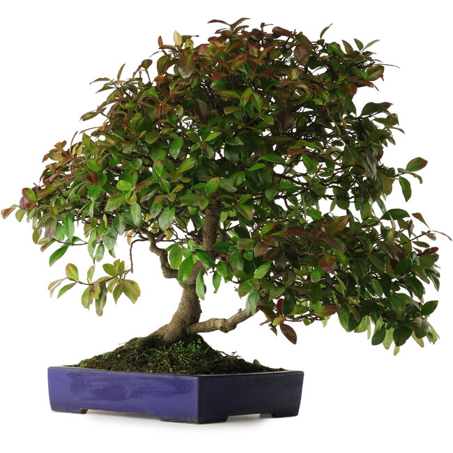 Trachelospermum asiaticum, 60 cm, ± 30 jaar oud, met een nebari van 10 cm, in een handgemaakte Japanse pot van Yamafusa