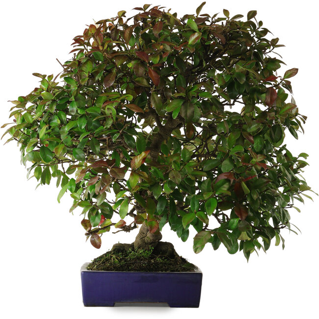 Trachelospermum asiaticum, 60 cm, environ 30 ans, avec un nebari de 10 cm, dans un pot japonais fait main par Yamafusa