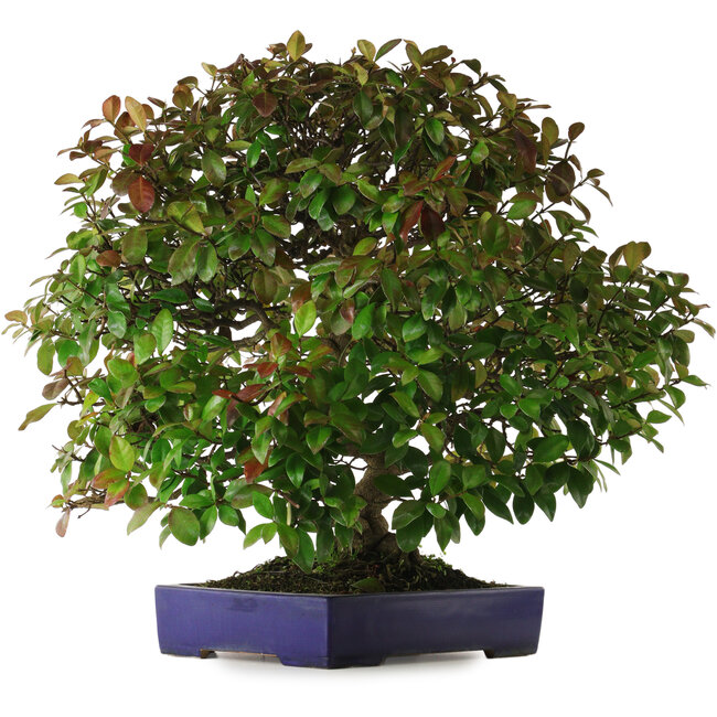 Trachelospermum asiaticum, 60 cm, environ 30 ans, avec un nebari de 10 cm, dans un pot japonais fait main par Yamafusa