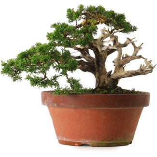 Juniperus chinensis Itoigawa, 30 cm, ± 40 years old