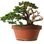 Juniperus chinensis Itoigawa, 30 cm, ± 40 anni, con un nebari di 12 cm