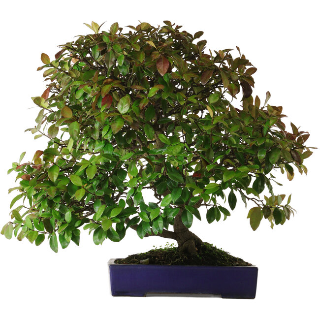 Trachelospermum asiaticum, 60 cm, ca. 30 Jahre alt, mit einem Nebari von 10 cm, in einem handgefertigten japanischen Topf von Yamafusa