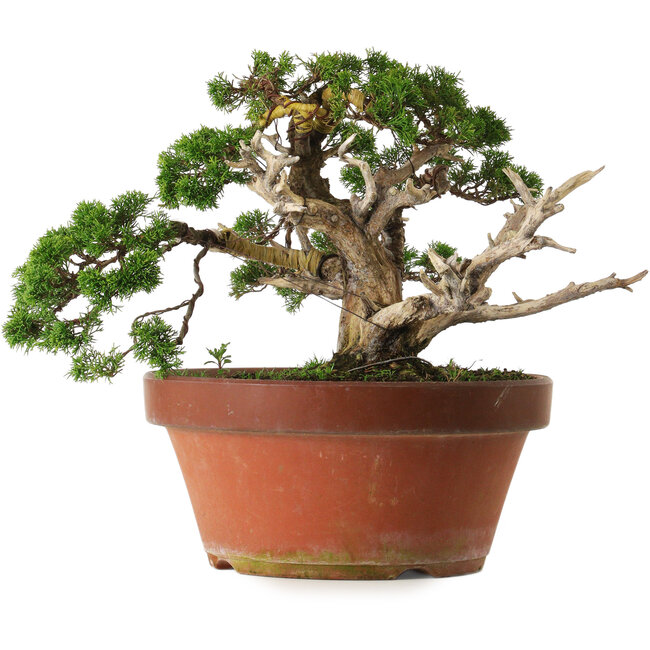 Juniperus chinensis Itoigawa, 30 cm, ± 40 jaar oud, met een nebari van 12 cm.