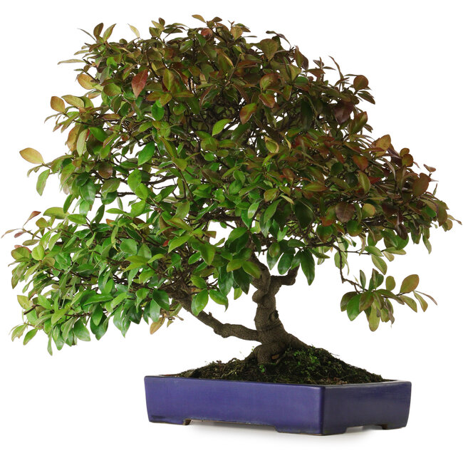 Trachelospermum asiaticum, 60 cm, environ 30 ans, avec un nebari de 10 cm, dans un pot japonais fait main par Yamafusa