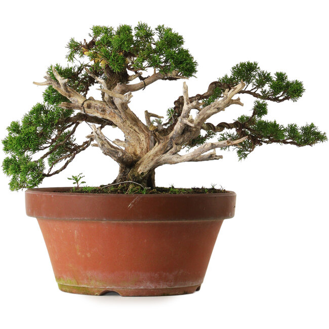 Juniperus chinensis Itoigawa, 30 cm, ± 40 anni, con un nebari di 12 cm