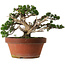 Juniperus chinensis Itoigawa, 30 cm, ± 40 ans, avec un nebari de 12 cm