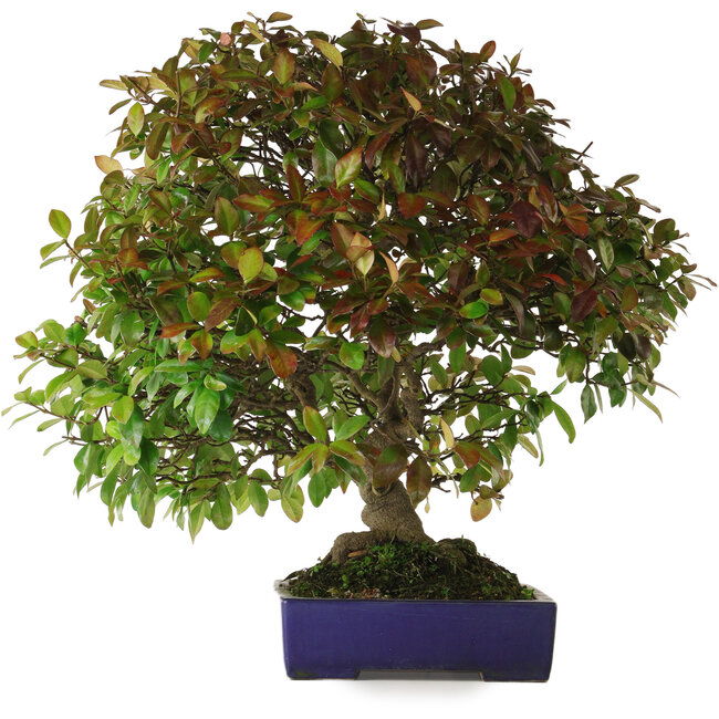 Trachelospermum asiaticum, 60 cm, ± 30 años de edad, con un nebari de 10 cm, en una maceta japonesa hecha a mano por Yamafusa.