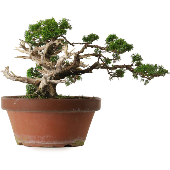 Juniperus chinensis Itoigawa, 30 cm, ± 40 years old, with a nebari of 12 cm