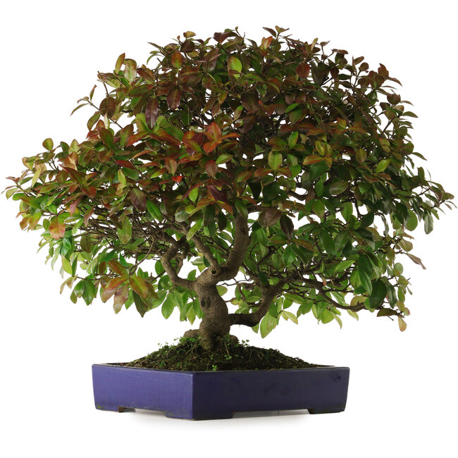 Trachelospermum asiaticum, 60 cm, ca. 30 Jahre alt, mit einem Nebari von 10 cm, in einem handgefertigten japanischen Topf von Yamafusa