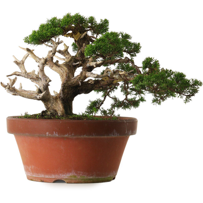 Juniperus chinensis Itoigawa, 30 cm, ± 40 anni, con un nebari di 12 cm