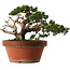Juniperus chinensis Itoigawa, 30 cm, ± 40 jaar oud, met een nebari van 12 cm.