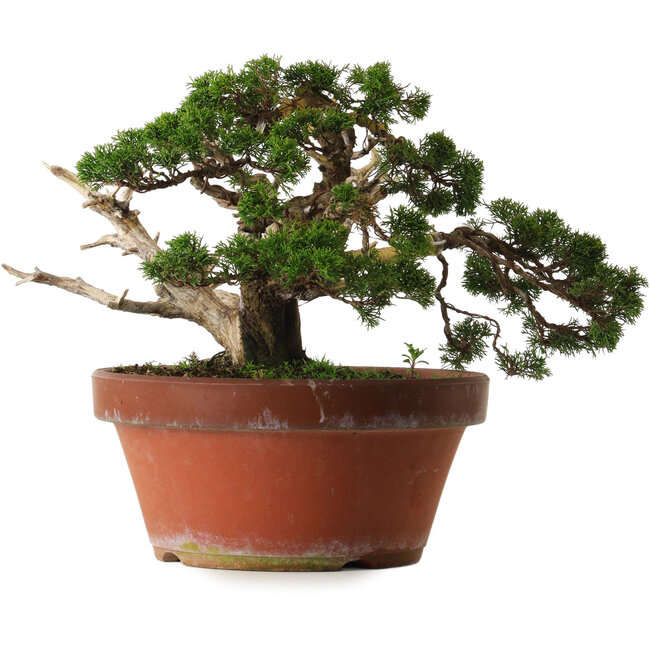 Juniperus chinensis Itoigawa, 30 cm, ± 40 anni, con un nebari di 12 cm