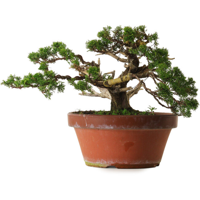 Juniperus chinensis Itoigawa, 30 cm, ± 40 ans, avec un nebari de 12 cm