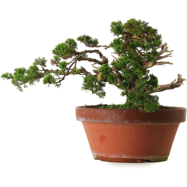 Juniperus chinensis Itoigawa, 30 cm, ± 40 Jahre alt, mit einem Wurzelhals von 12 cm