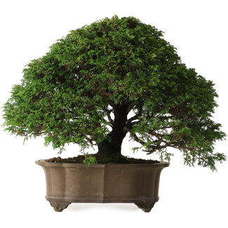 Chamaecyparis obtusa, 43 cm, ± 40 jaar oud