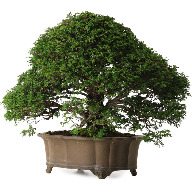 Chamaecyparis obtusa, 43 cm, ± 40 jaar oud, met een nebari van 15 cm