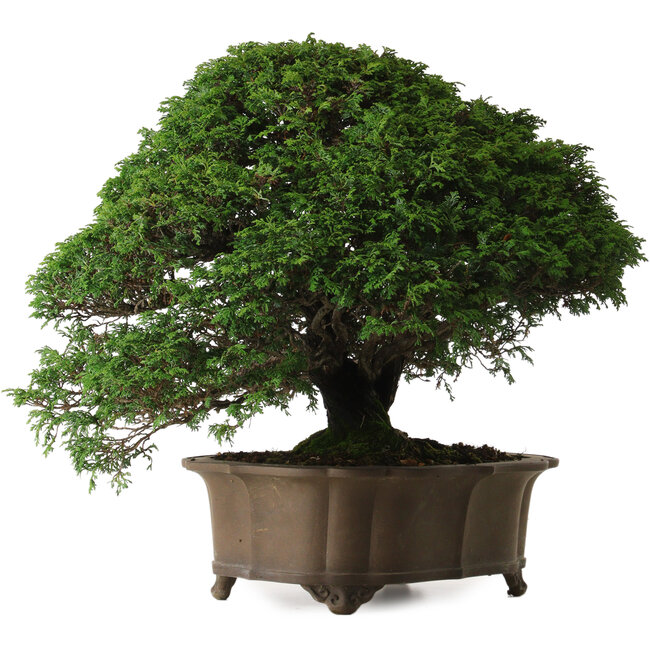 Chamaecyparis obtusa, 43 cm, ± 40 jaar oud, met een nebari van 15 cm