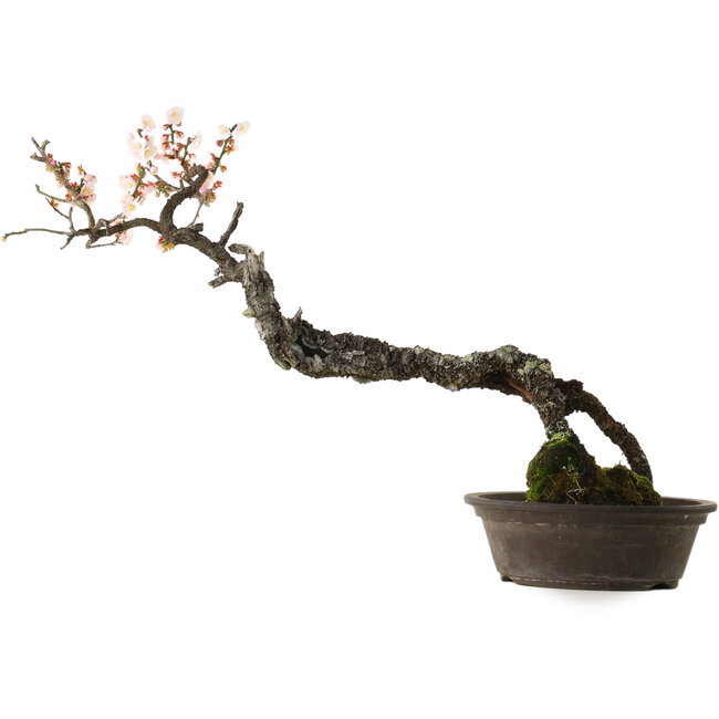 Prunus mume white, 80 cm, ca. 35 Jahre alt, mit einem Wurzelhals von 14 cm