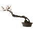 Prunus mume bianco, 80 cm, ± 35 anni, con nebari di 14 cm