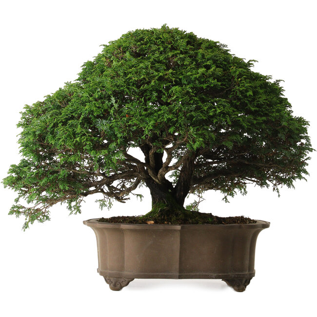 Chamaecyparis obtusa, 43 cm, ± 40 Jahre alt, mit einem Nebari von 15 cm