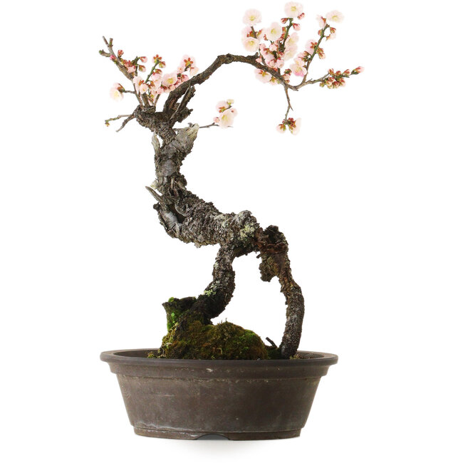 Prunus mume white, 80 cm, ± 35 years old, with a nebari of 14 cm