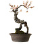 Prunus mume bianco, 80 cm, ± 35 anni, con nebari di 14 cm