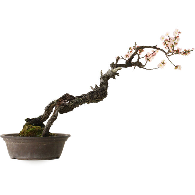 Prunus mume bianco, 80 cm, ± 35 anni, con nebari di 14 cm