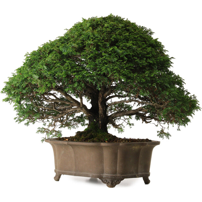 Chamaecyparis obtusa, 43 cm, ± 40 jaar oud, met een nebari van 15 cm