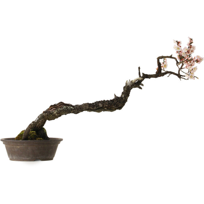 Prunus mume bianco, 80 cm, ± 35 anni, con nebari di 14 cm