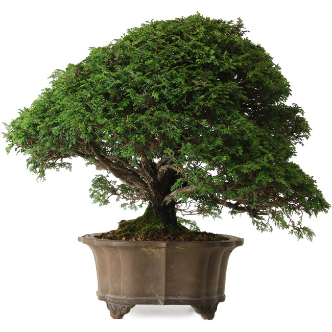 Chamaecyparis obtusa, 43 cm, ± 40 años, con nebari de 15 cm